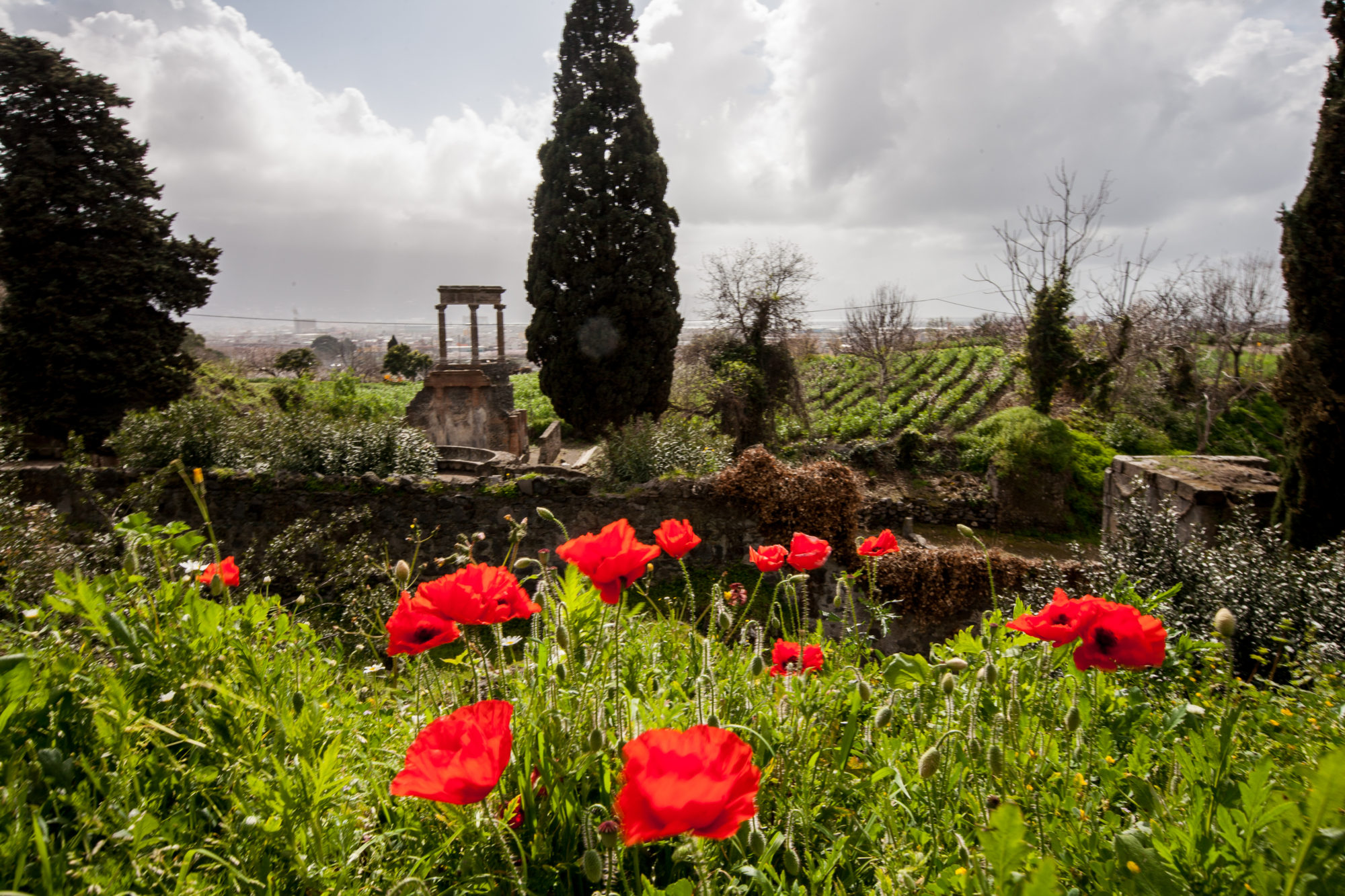 Pompeii Flowers - IMB