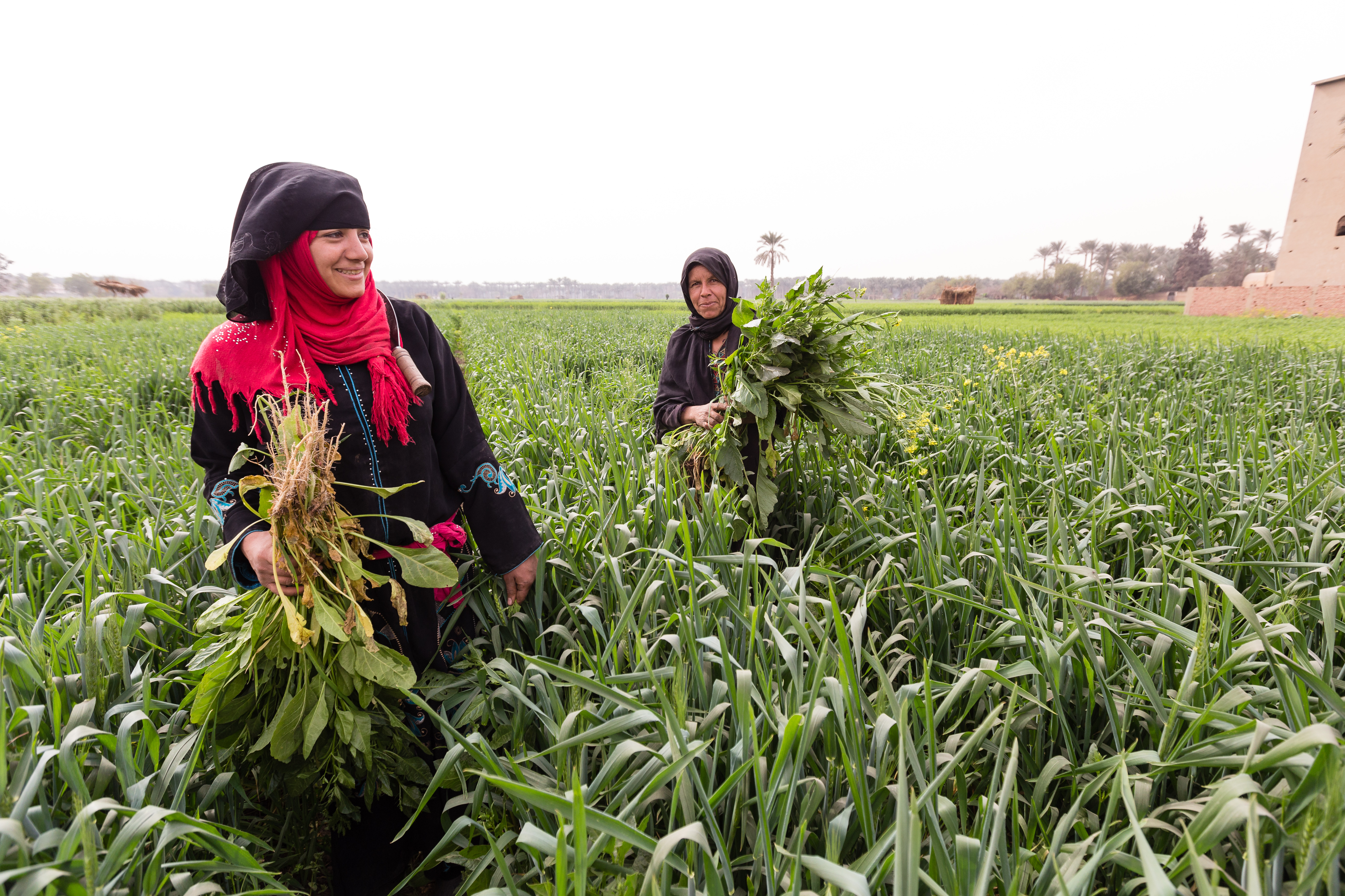 A young Egyptian woman and her mother-in-law weed their family's wheat field. 